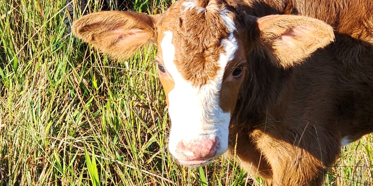 Cow Therapist…Our New Job Title