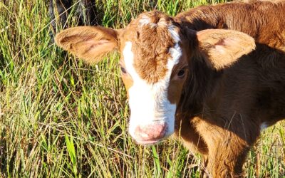 Cow Therapist…Our New Job Title