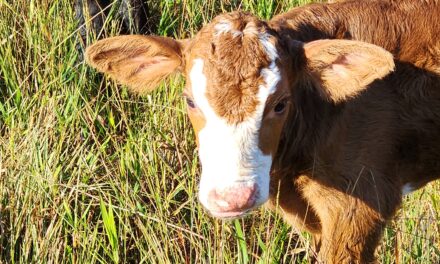Cow Therapist…Our New Job Title