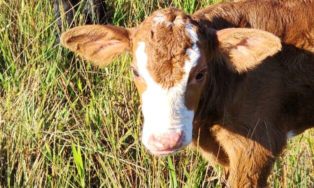 Cow Therapist…Our New Job Title